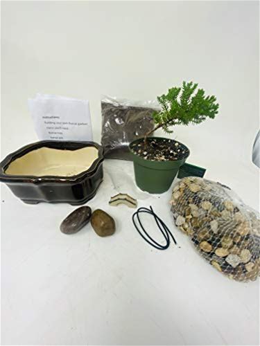 Bonsai Tree Starter Kit